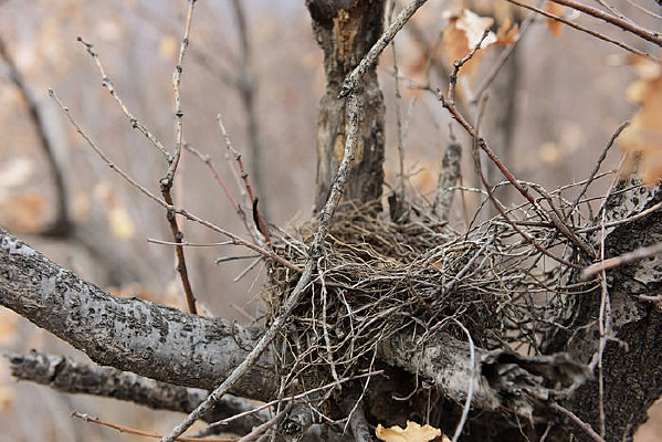 ɽ������