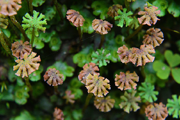 ΢���µ�΢Сֲ��