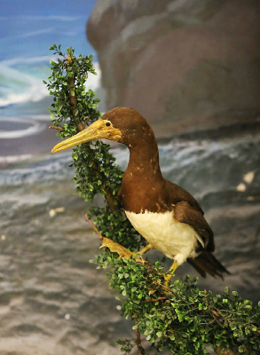 ��ϧ���ຣ��걾