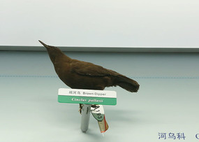 ��ϧ����ֺ��ڱ걾