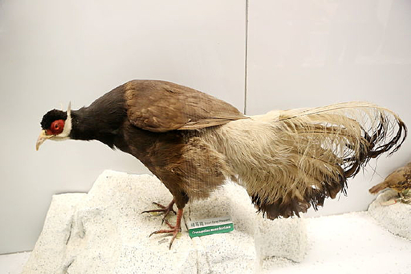 ��ϧ����������걾