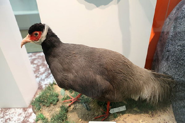 ��ϧ����������ı걾