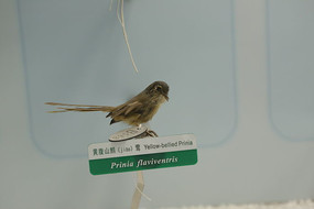 ��ϧ����Ƹ�ɽ��ݺ�걾