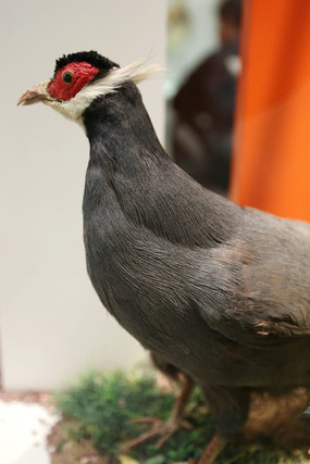 ��ϧ�����������걾