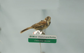 ��ϧ���������M�걾