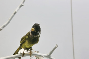 ��ϧ������ȸ���Ǳ걾