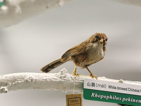 ��ϧ����ɽ�B�걾