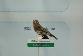 ��ϧ�������M�걾