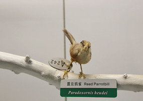 ��ϧ������ѻȸ�걾