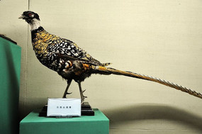白冠长尾雉