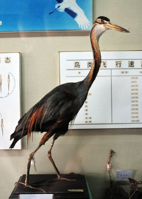 草鹭