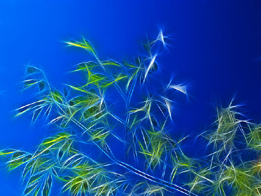 ���Ի�����Ҷ��