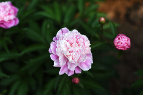 ��ɫ��ҩ��