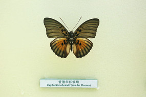 �����걾���»����̵�