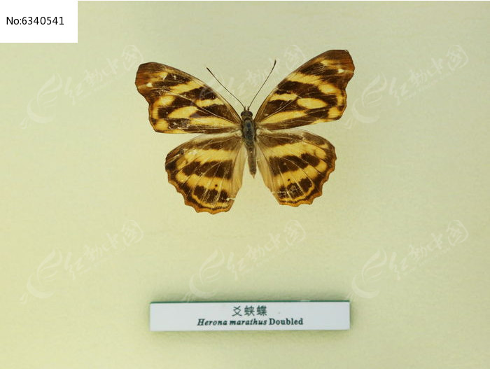 �����걾���̵�ͼƬ