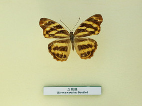 �����걾���̵�