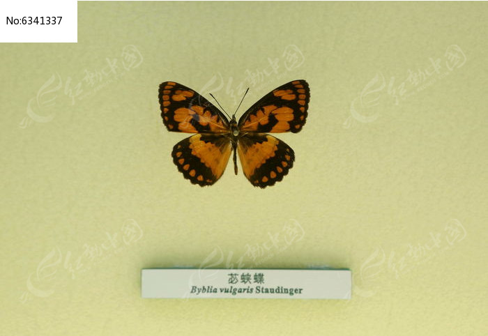 �����걾���̵�ͼƬ