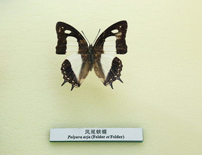 �����걾��β�̵�