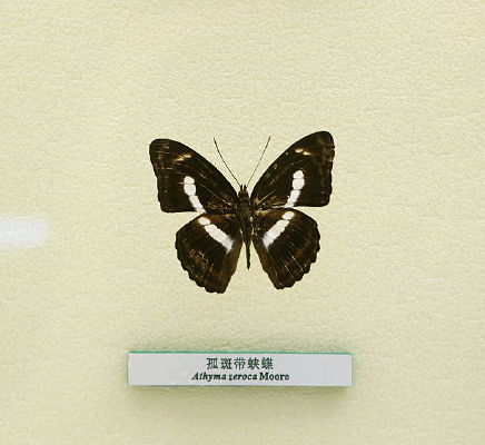 �����걾�°ߴ��̵�