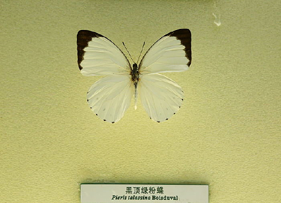 �����걾�ڶ��̷۵�