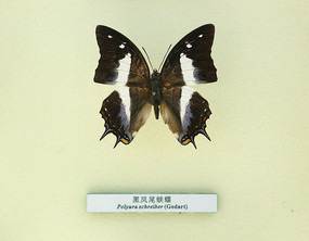 �����걾�ڷ�β�̵�