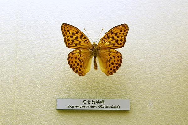 �����걾���ϱ��̵�