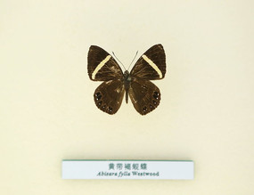 �����걾�ƴ������