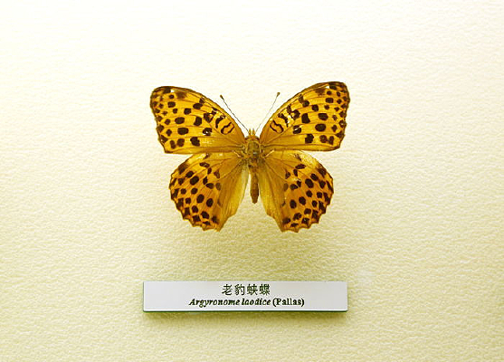 �����걾�ϱ��̵�