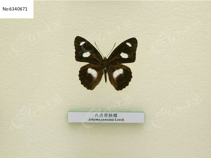 �����걾������̵�ͼƬ