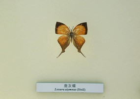 �����걾¹�ҵ�