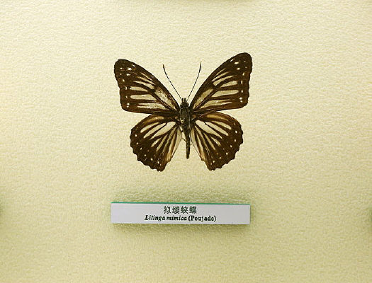 �����걾�����̵�