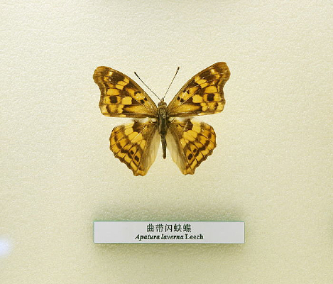 �����걾�������̵�