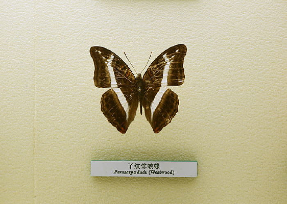 �����걾Ѿ�Ʒ��̵�