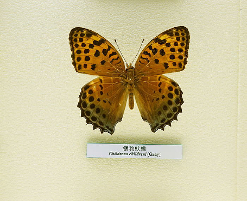 �����걾�����̵�