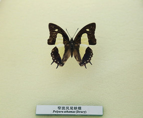 �����걾լ�߷�β�̵�