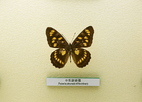 �����걾�л����̵�