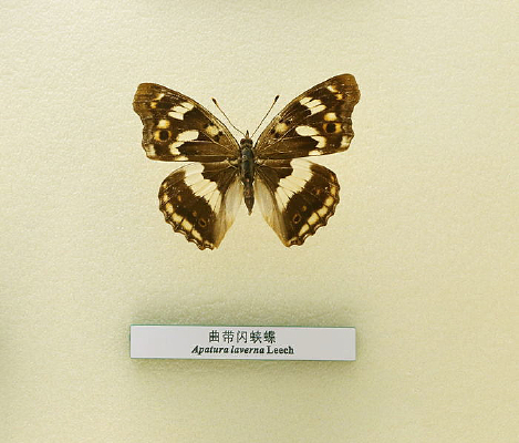 �����������̵��걾