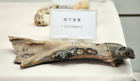 虎下颌骨