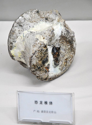 恐龙椎体