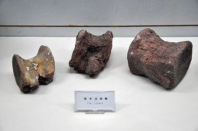 禄丰龙尾椎
