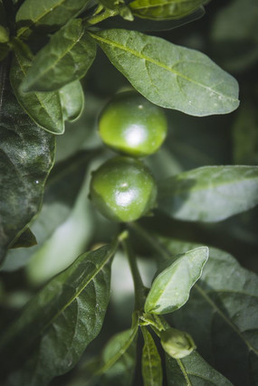 ��ɫ��С����