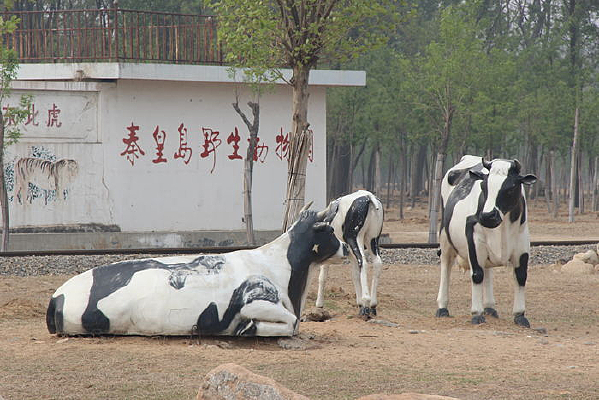 ��ţ����