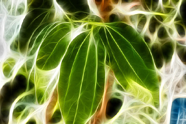 �����֦Ҷ����