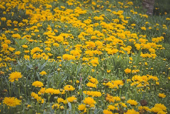 һƬïʢ��С���ջ���