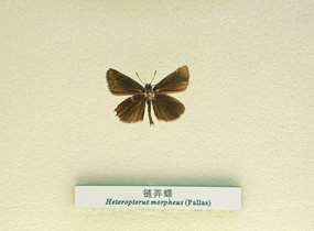 �й������걾��Ū��