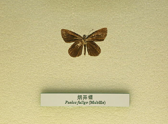 �й������걾��Ū��