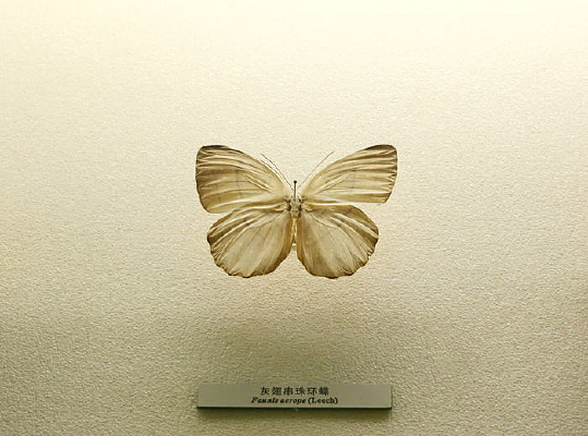 �й������ҳᴮ�黷���걾