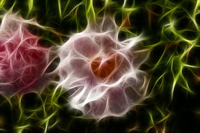 ��ɫĵ��������