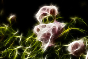 ��ɫĵ��������������