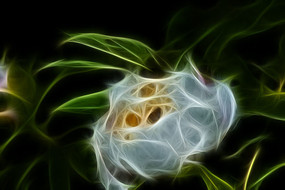 ��ɫĵ��������������